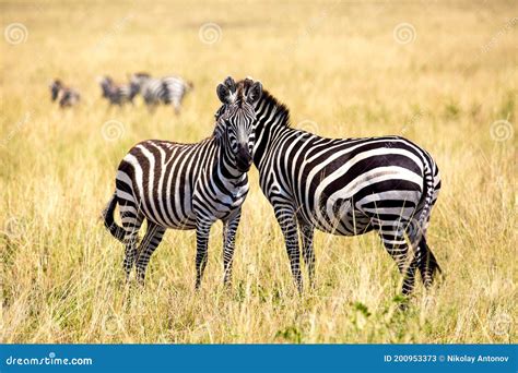 Safarikonzept Zebrapaare In Afrika Savanne Nationalpark Kenia