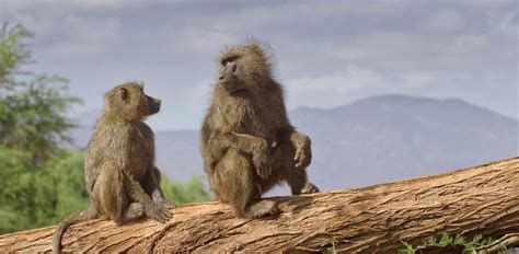 Baboons 30 Amazing Facts Info And Pictures