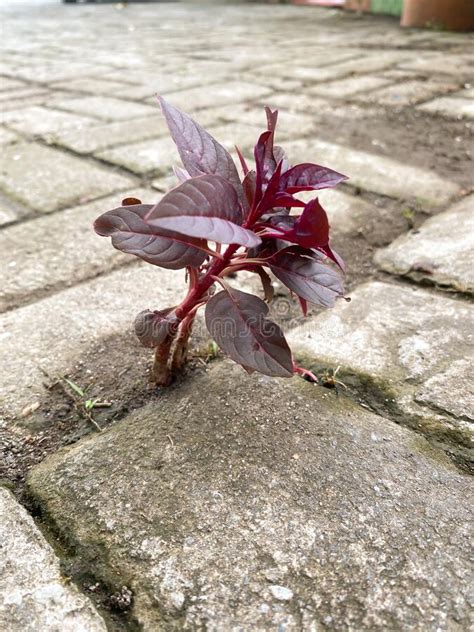 En El Camino De Ladrillo Crecen Hermosas Ludwigia Roja O Alternanthera