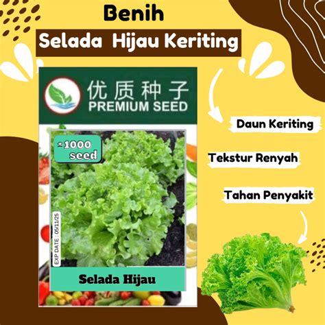 Jual Benih Biji Bibit SELADA HIJAU PREMIUM SEED Daun Keriting Tekstur