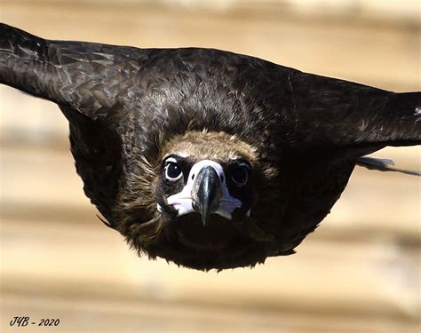 Un Vautour Moine Cinereous Vulture Aegypius Monachus