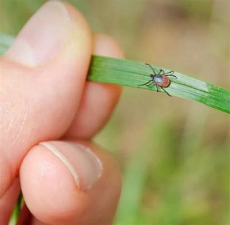 Safeside Treatments Safeside Treatments Tick And Mosquito Control In