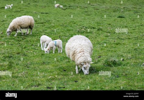 Uk Livestock Farming Industry Lambing Season White Sheep Spring Lambs