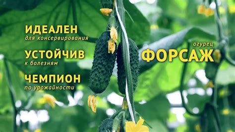 Огурец Форсаж F1 от Агрофирмы Поиск - YouTube