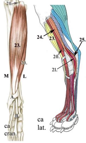 18 Tarsal Flexors And Digital Extensors Of The Hindlimb And Their