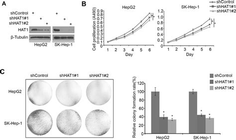 Hat1 Promotes Hcc Growth In Culture Hepg2 And Sk Hep 1 Cells Were