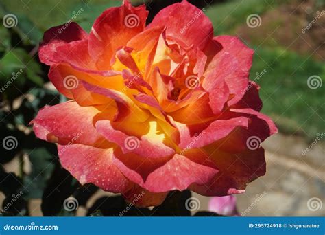 rose  hakgala botanical garden sri lanka stock photo image