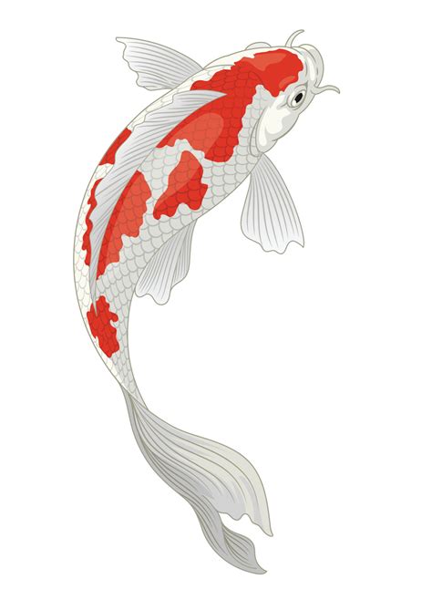 Koi Fisch Japan Im Rot Und Wei Kohaku Muster Vektor Kunst Bei