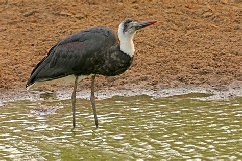 African Waterbirds - Nature & Wildlife Photography