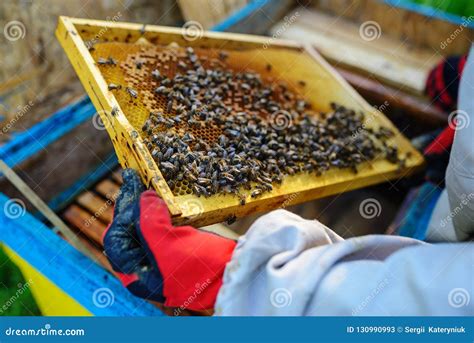 L Apiculteur Prend Le Cadre Avec Le Nid D Abeilles De La Ruche Image