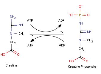 Creatine Kinase Flashcards | Quizlet