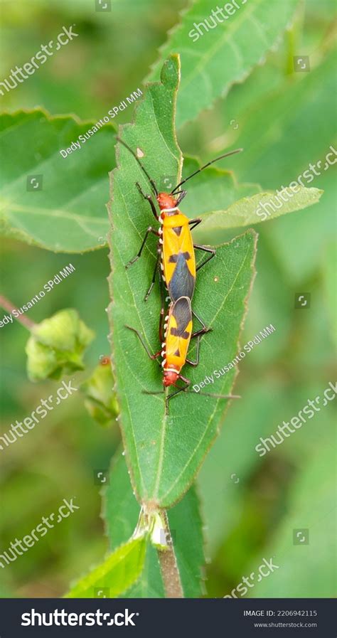 Closeup Assassin Bug Sycanus Collaris Mating Stock Photo 2206942115