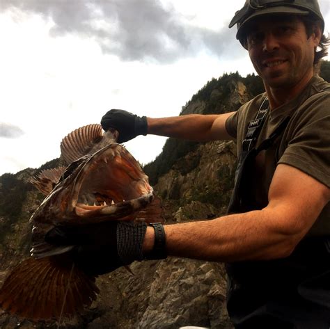 Ling Cod And Rockfish