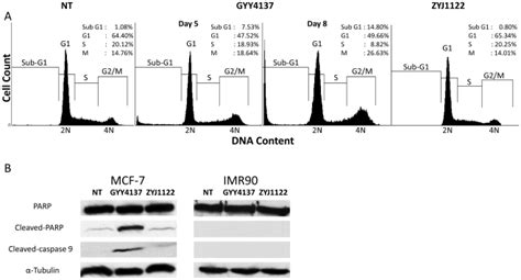 A Cell Cycle Analysis Of Mcf 7 Cells After 5 Days Nt And Zyj1122 Download Scientific