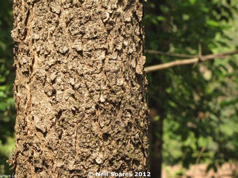 Pterocarpus Marsupium Eflora Of India