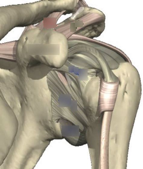 Shoulder ligaments diagram Diagram | Quizlet