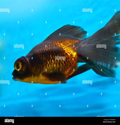 the Telescope fish Stock Photo - Alamy