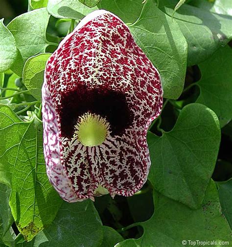 Aristolochia Littoralis Aristolochia Elegans Elegant Dutchmans Pipe