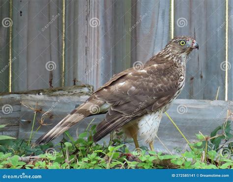 Cooper S Hawk In The Yard In Florida Nature Close Up Stock Image