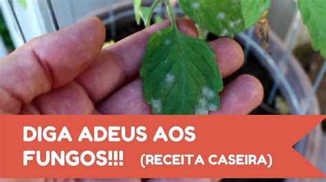 Como Acabar O Fungo Ou Mofo Das Plantas Receita Caseira Youtube