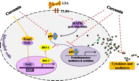 Frontiers Anti Inflammatory Effects Of Curcumin In Microglial Cells