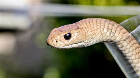 Man dies from suspected brown snake bite after attempting to save ...