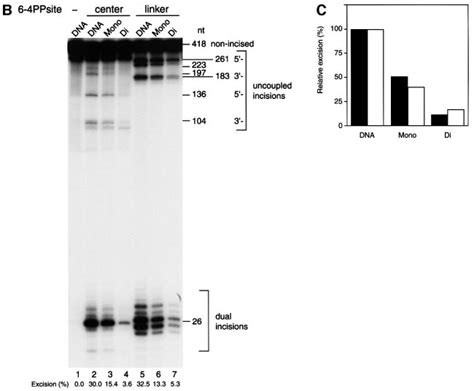 Effects Of Chromatin Structure On NER A Schematic Representation Of