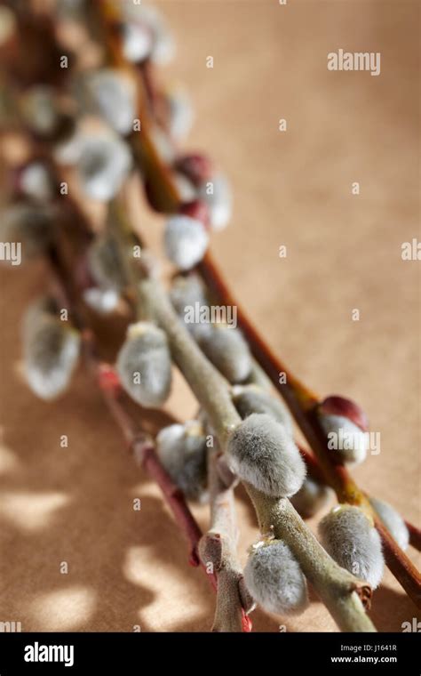 Pussy Willow Branches Closeup Stock Photo Alamy