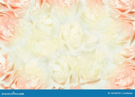 Pink And White Roses Background Stock Photo - Image: 18728370