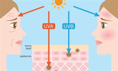 UVA and UVB Rays causes photoaging skin | Skin care pictures, Skin care ...