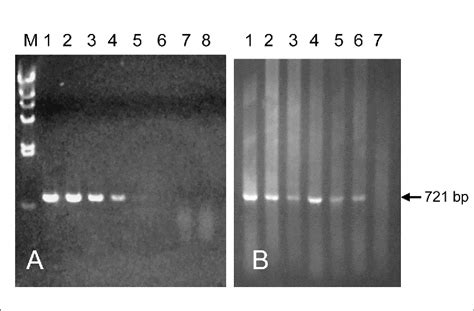 Agarose Gel Electrophoresis Showing The Detection Limit Of Pcr A And