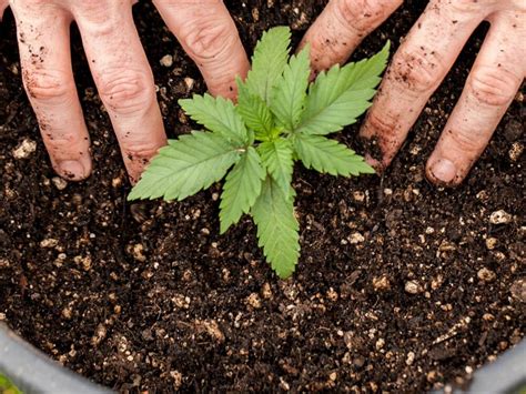 Salud creó el Registro del Programa de Cannabis para el cultivo