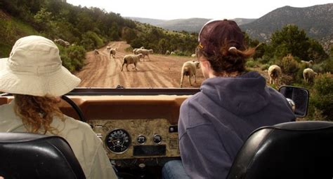 Top Colorado Wildlife Sightings Vail Colorado Timberlinetours