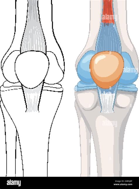 Anatomical Diagram Of The Human Knee Joint Stock Vector Image Art Alamy