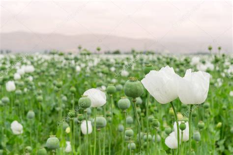 Amapola De Opio De Cerca En Papaver Somniferum El Cultivo De Amapola