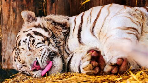 Tiger Sleep Tongue Hd Wallpaper Animals Wallpaper Better