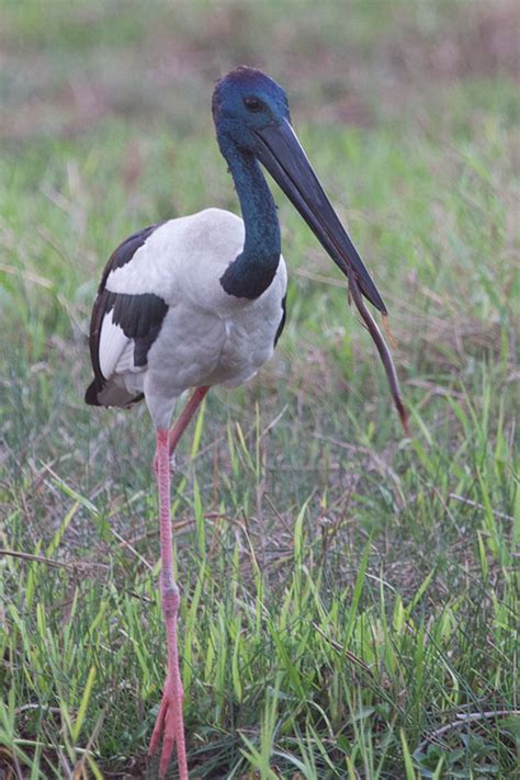 Black-necked Stork Ephippiorhynchus asiaticus