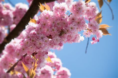 Kostenlose Foto Baum Ast Bl Hen Pflanze Frucht Blume