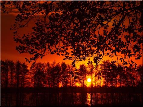 sunset, Tree, Landscape, Forest Wallpapers HD / Desktop and Mobile Backgrounds