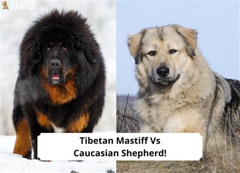 Tibetan Mastiff vs Caucasian Shepherd: What’s the Difference?