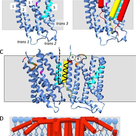 Architecture Of Tat Signal Peptides Tat Signal Peptides Have Three