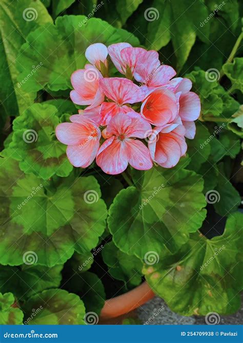 Pink Flower Head Inflorescence of Pelargonium Also Known As Geranium ...
