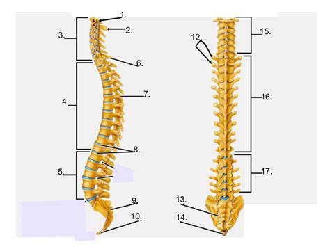 Axial Skeleton Labeling Quiz Spine Diagram Quizlet