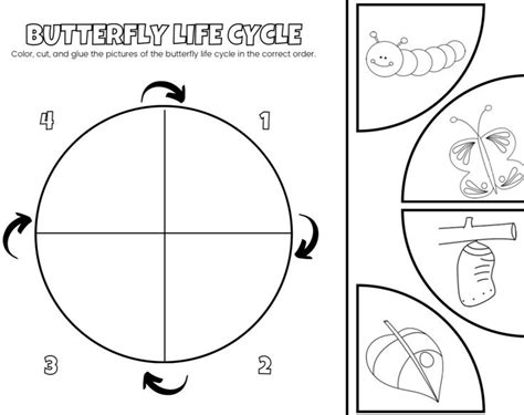 Printable Worksheets Printables Butterfly Life Cycle Life Cycles