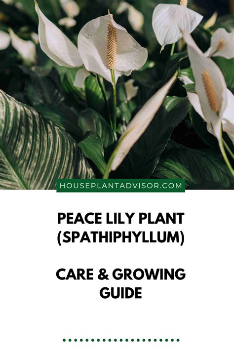 Peace Lily Plant Spathiphyllum Care Growing Guide Artofit