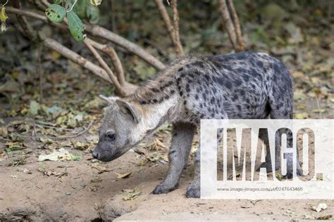 Spotted Hyena Crocuta Crocuta Juvenile Nsefu Sector South Luangwa