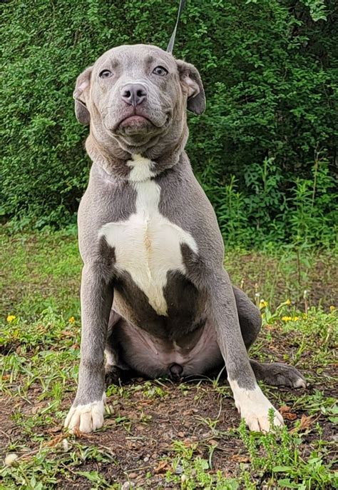 Meet 230387 Velvet A Petstablished American Pit Bull Terrier Dog In