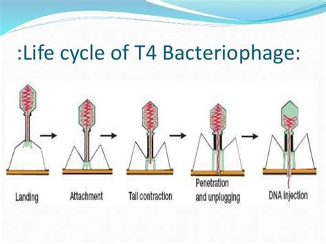 Bacteriophage