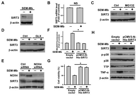 Carboxyl Group Modified Myoglobin Induces Tnf α Mediated Apoptosis In Leukemia Cells