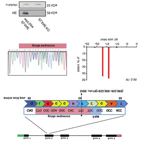 Establishment Of CRISPR Cas9 RNP Mediated ELANE Knockout In THP 1